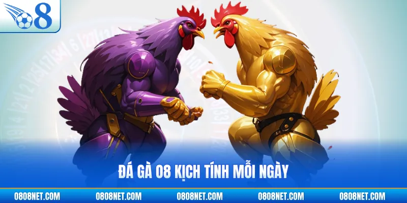 Đá gà O8 kịch tính mỗi ngày